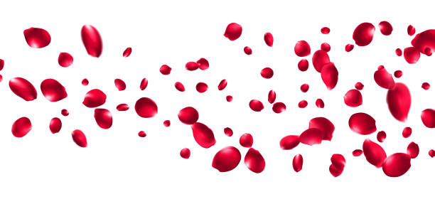 istock Red rose petals will fall on abstract floral background with gorgeous rose petal greeting card design Pastel pink blossom petals floral 2206154105