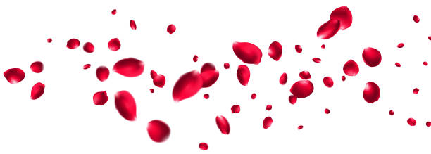 istock Red rose petals will fall on abstract floral background with gorgeous rose petal greeting card design Pastel pink blossom petals floral 2206154120