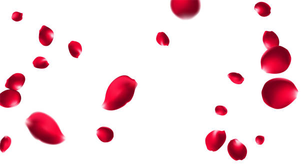 istock Rose petals or sakura flying petals, romantic background with realistic pink cherry flower petals flow or falling motion. Love, romance, floral spring season 2206154131