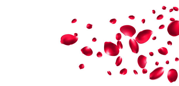 istock Rose petals or sakura flying petals, romantic background with realistic pink cherry flower petals flow or falling motion. Love, romance, floral spring season 2206154139