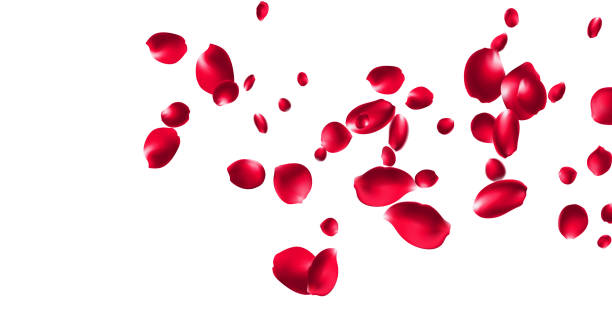 istock Red rose petals will fall on abstract floral background with gorgeous rose petal greeting card design Pastel pink blossom petals floral 2206154150