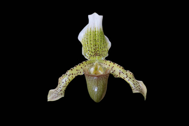 istock Orchid Paphiopedilum Swinburnei 2206154203