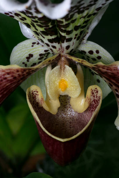 istock Orchid- Paphiopedilum milmoore 2206155204