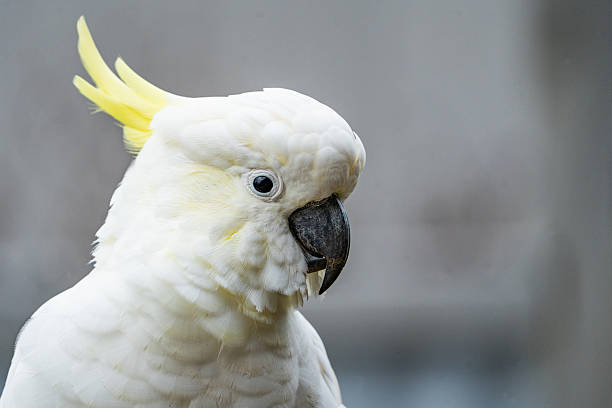 istock Sulphur-crested cockatoo 2206157257