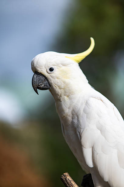 istock Sulphur-crested cockatoo 2206157280