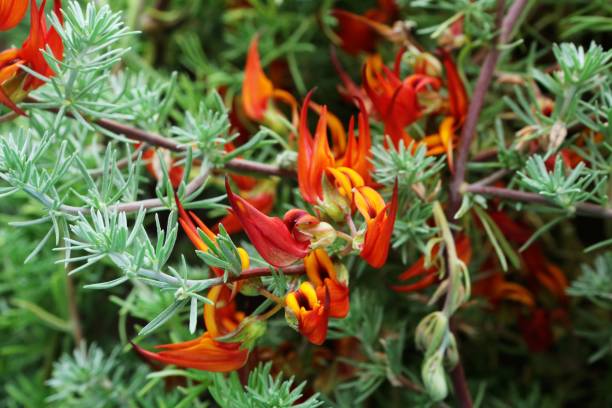 istock Lotus berthelotii 2206158773