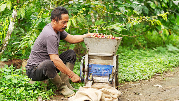 istock Mature indonesian arabica coffee farmer using manual pulper to process berries 2206159186