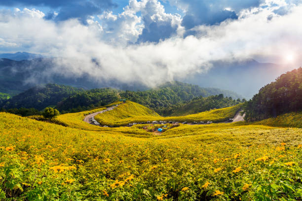 Tung Bua Tong or Mexican sunflower field at Mae Hong Son Province in Thailand. stock photo