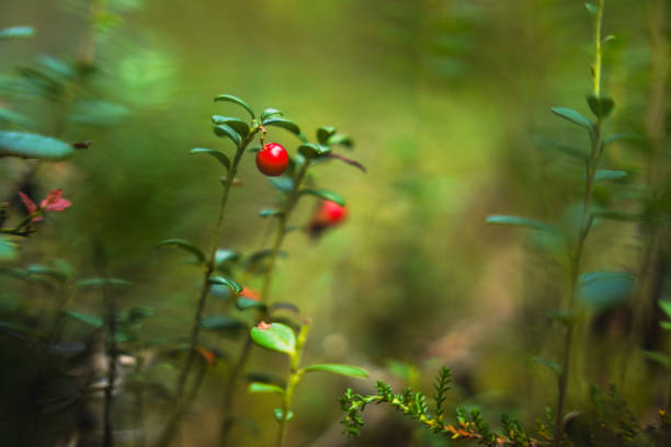 Vivid red berries hanging on lush green foliage, surrounded by a serene forest atmosphere offering tranquility and nature's beauty.