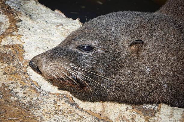 istock Fur seal head closeup 2206162830