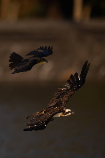 istock The beautiful flight characteristics of Osprey in Thailand. 2206162903