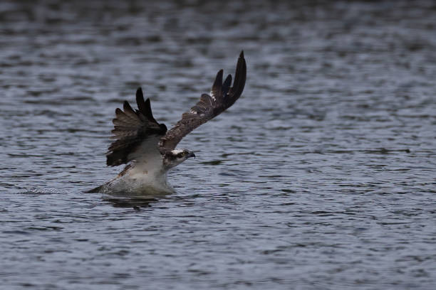 istock The beautiful flight characteristics of Osprey in Thailand. 2206162967