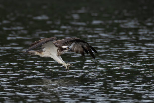 istock The beautiful flight characteristics of Osprey in Thailand. 2206162974