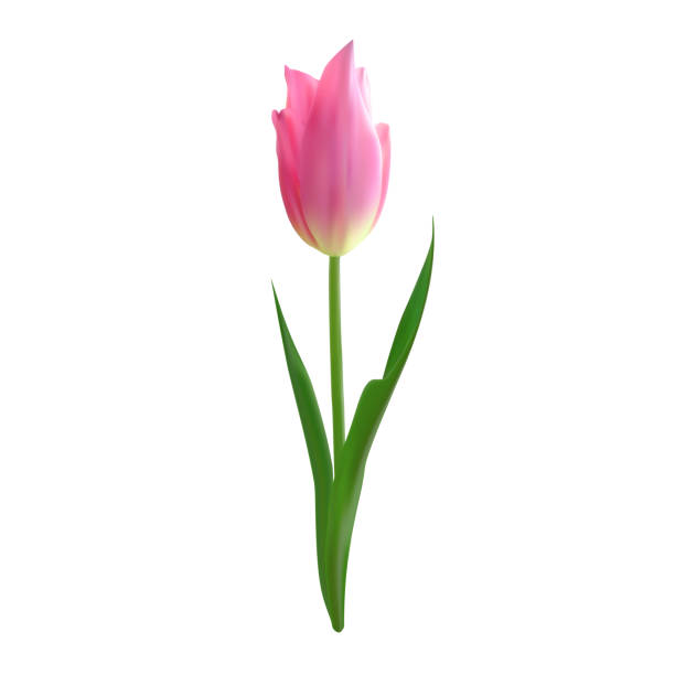 istock Isolated realistic pink tulip flower. Vector illustration for spring festive decoration, floral arrangements, print materials 2206163841