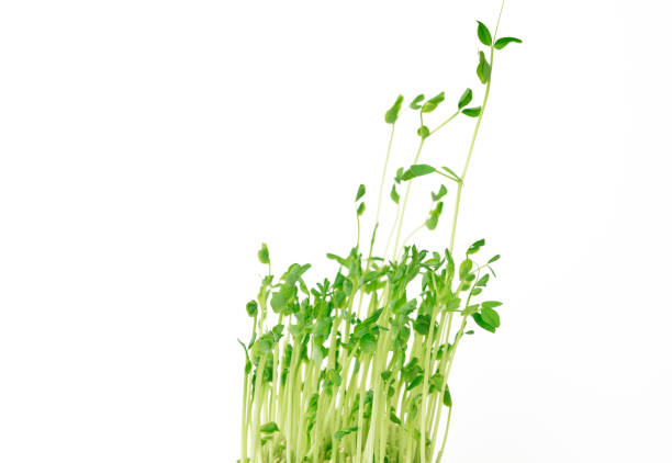 Close-up of many snow pea sprouts on white background.