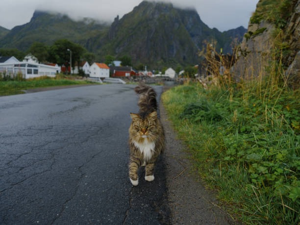 Cat walking outside in Norwegian village  in atmospheric weather. Immense quality of details on medium format camera