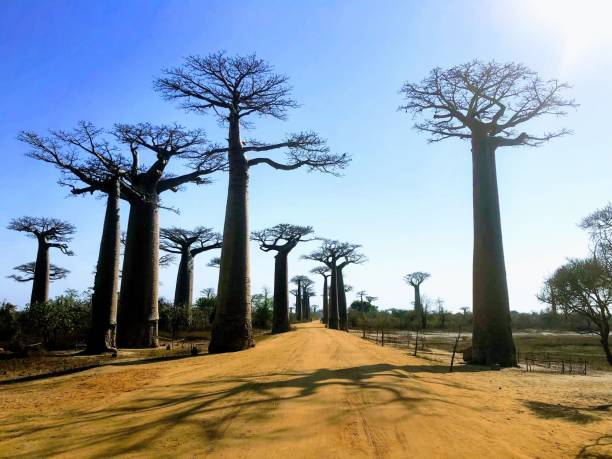istock Avenue of the Baobabs in Madagascar. 2206166325