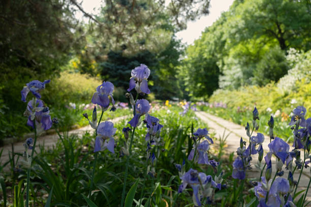 Pink Attraction Iris. Pink summer garden flowers. Hybrid spring iris blossom. Pink bubbles bearded irises. Light purple irises with pink tint blooming. bee flies among the flowers. Photo of cold shade