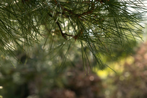 Spruce branch close-up. Winter natural texture. Dark green pine branch in selective focus with blur. Background for design Christmas cards. The concept of Christmas, holidays. Blurred green background