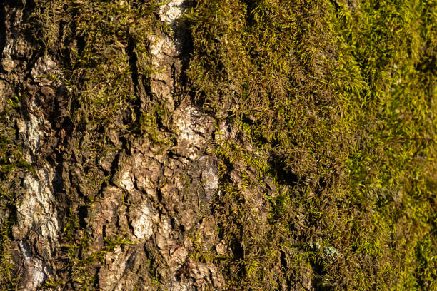 The texture of moss on a tree close-up. Natural green background. Soft focus, shallow depth of field, blurred forest background. varieties of tree moss. Forest after rain. Copy space
