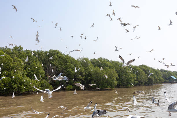 istock Many seagulls fly background with Mangrove trees 2206166963