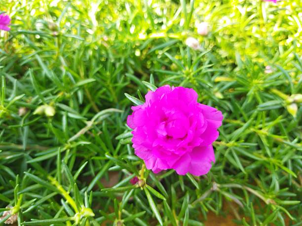 Moss rose flower isolated in green leaves