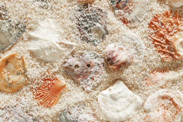 istock Minimal aesthetic seashells pattern on beige sand, natural sea oceanic and summer textured background, summer relaxation, top view photo with delicate pastel colored shell, rest beach wallpaper 2206167850