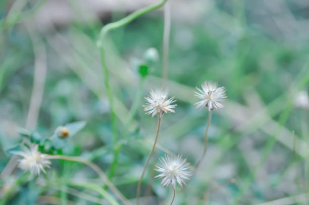 Tridax Daisy, Tridax procumbens or grass flower or weed flower