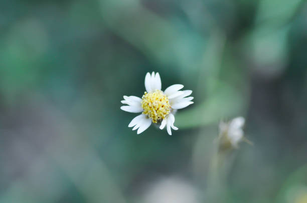 Tridax Daisy, Tridax procumbens or grass flower or weed flower