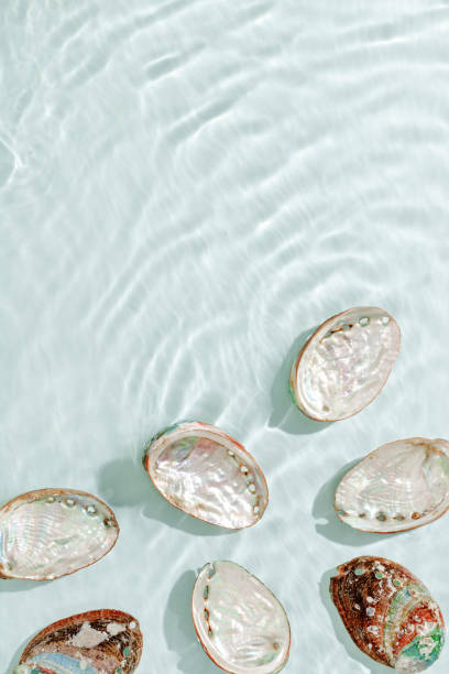 istock Colored shells floating on waves green blue sea water with sun flare. Natural textured Seashells of natural bright and shimmering at sunlight, Minimal aesthetic still life photo, summer vibes 2206168170