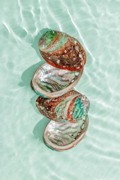 istock Abalone seashells floating on clear turquoise water with sun glare and waves. Shells of natural iridescent and rough textures. Minimal style top view pattern sea and ocean life background 2206168185