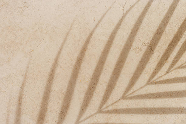 istock Summer background, top view sun shadow from palm leaf on sandy colored background. Summer aesthetic photo pale beige colored, copy space, nobody, vacation and rest concept. Abstract top view 2206168200