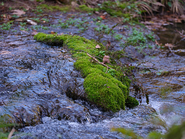 beautiful river in the forest