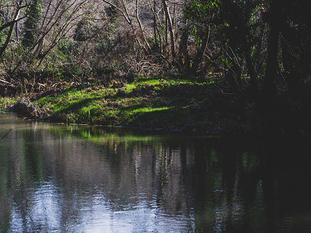beautiful lake in the forest