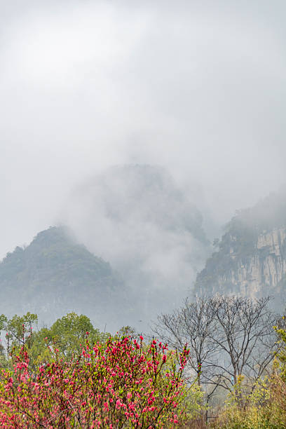 istock Peach Blossoms in Bloom Against Majestic Karst Mountains 2206171005