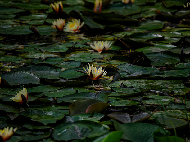 beautiful lotus flowers in the pond