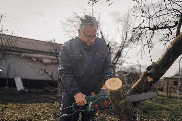 istock Gardener cutting tree branch with chainsaw in orchard 2206171578