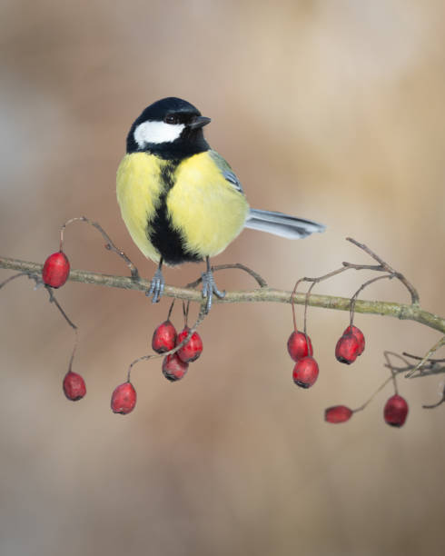 istock Colorful great tit ( Parus major ) perched on a hawthorn tree, photographed in horizontal, winter time, blurred background 2206173275