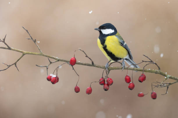 istock Colorful great tit ( Parus major ) perched on a hawthorn tree, photographed in horizontal, winter time, blurred background 2206173283
