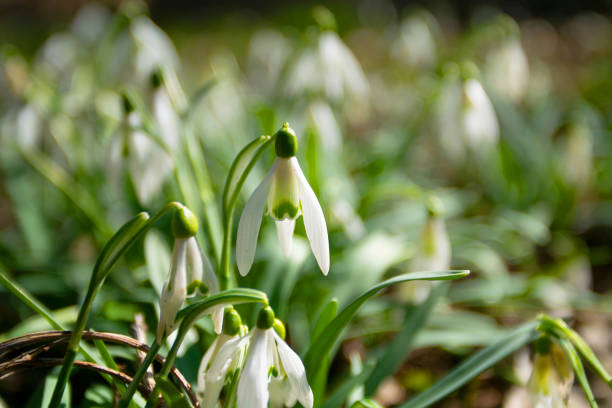 Spring. Snowdrops. Spring mood. Beautiful spring flowers snowdrops.