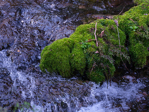 beautiful river in the forest