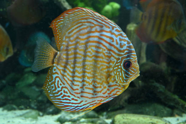 istock Fish from the Poema del Mar Aquarium 2206174357