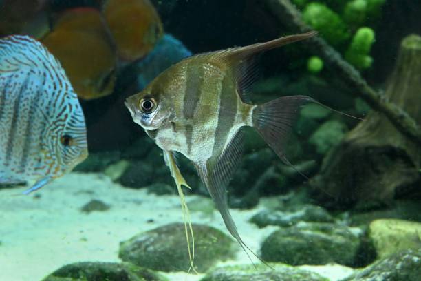 istock Fish from the Poema del Mar Aquarium 2206174359