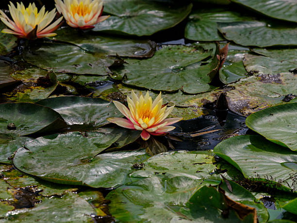 istock beautiful lotus flowers 2206174425