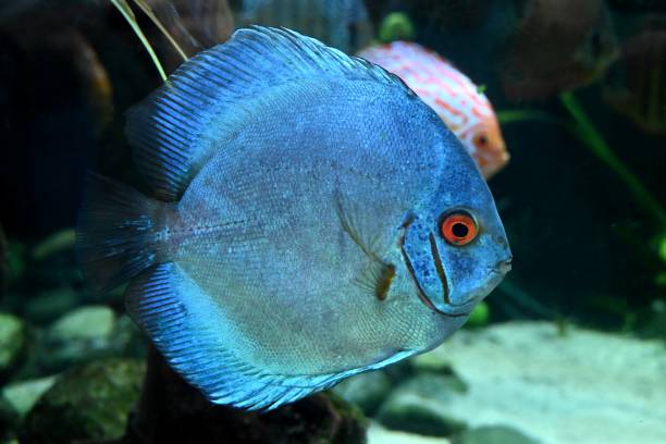 istock Fish from the Poema del Mar Aquarium 2206174545