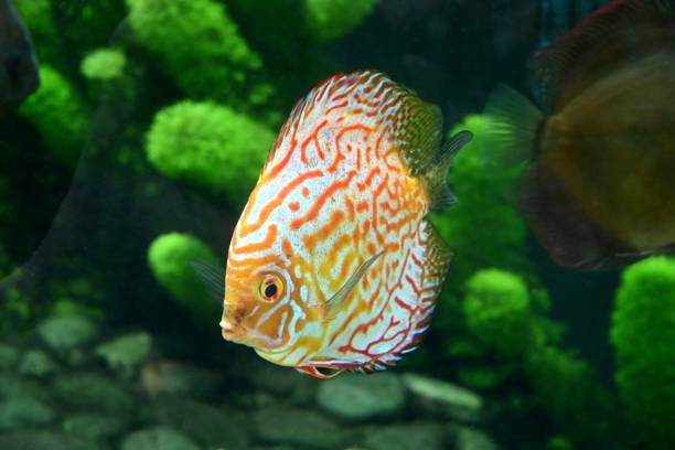istock Fish from the Poema del Mar Aquarium 2206174559