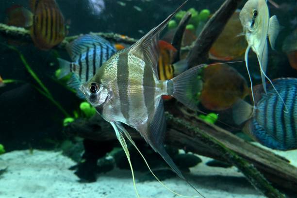 istock Fish from the Poema del Mar Aquarium 2206174580