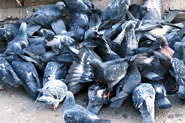 A flock of pigeons invade sacks full of grain