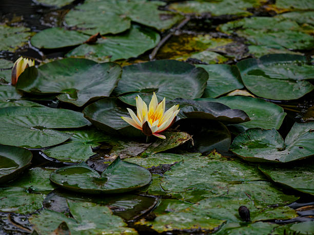 istock lotus flower in the lake 2206175771