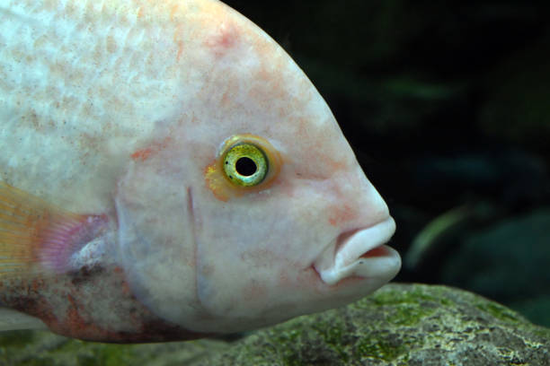 Head of vieja melanurus from the Poema del Mar aquarium in Las Palmas de Gran Canaria